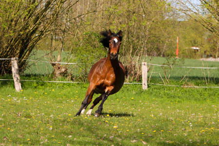 beautiful brown quarter horse is running on the paddock