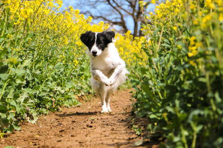 black and white border collie mixed dog is running in a track in the rape seed fieldの写真素材