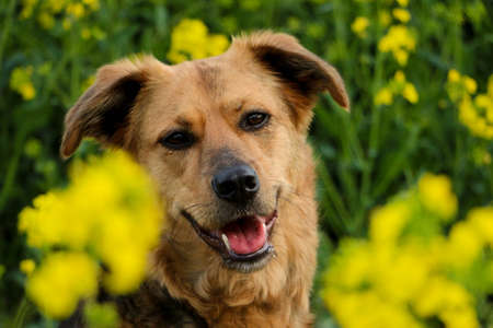 beautiful mixed shepherd dog hed portrait in a rape seed fieldの写真素材