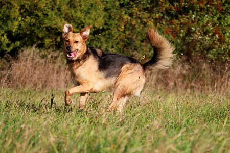 beautiful shepherd mixed dog is running in the parkの写真素材