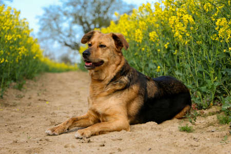 beautiful mixed german shepherd dog is lying in a track in the rape seed fieldの写真素材