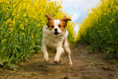 beautiful brown and white krom dog is running in a track of a yellow rape seed fieldの写真素材