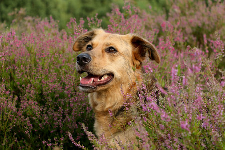 beautiful mixed sheperd head portrait in a heather fieldの写真素材