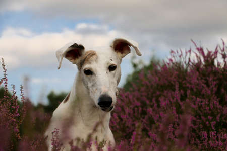 beautiful Galgo head portrait sits in a field of pink heatherの写真素材