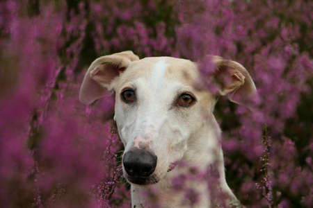 beautiful Galgo head portrait sits in a field of pink heatherの写真素材