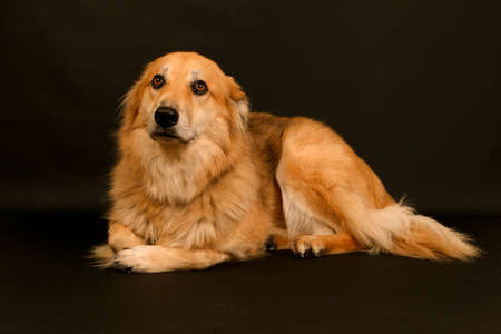 beautiful portrait of a lying long haired brown mixed sheepdog in the dark studio