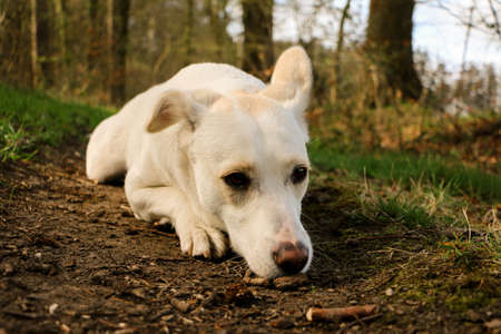 beautiful white mixed dog is lying in the forest