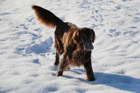 funny brown flat coated retriever have fun in the snowの写真素材