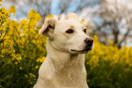 beautiful white mixed dog head portrait in a yellow rape seed fieldの写真素材