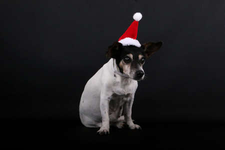 small old tricolored jack russell terrier is sitting in the dark studio with a christmas hat on the headの写真素材