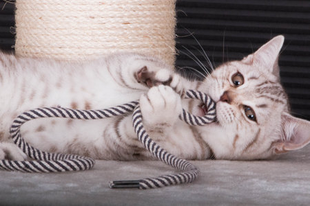 brightly tabby british shorthair cat playing with a rope on a scratching postの写真素材