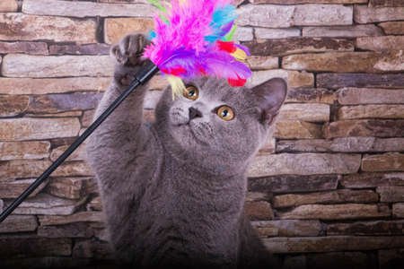 gray british shorthair cat plays with toys with lots of colorful feathersの写真素材