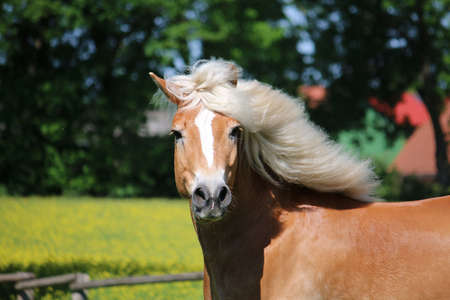 beautiful haflinger horse head portraitの写真素材