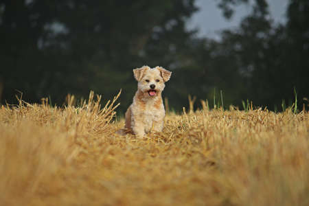 small beautiful havanese dog is sitting in a stubble fieldの写真素材