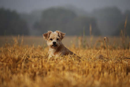 small beautiful havanese dog is sitting in a stubble fieldの写真素材
