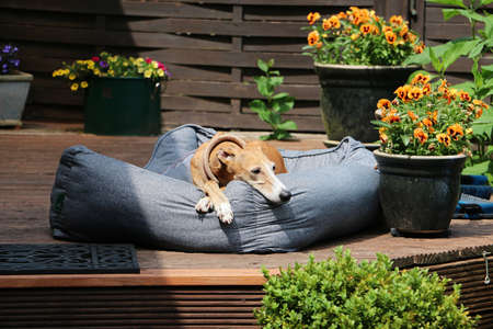 beautiful galgo is lying in the bed on the beautiful terrace and enjoy the sunshineの写真素材