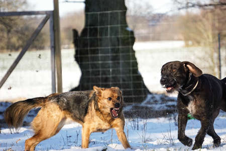 two angry dogs playing in the garden in the snowの写真素材