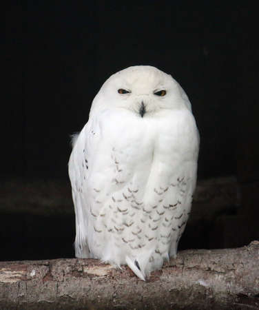 cute little white snowy owl is sitting on a branch on the tree