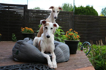 two beautiful sighthounds in the bed on the terraceの写真素材