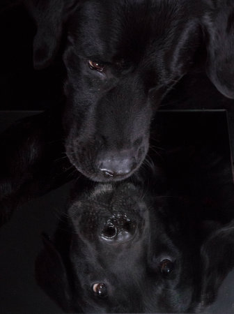 extreme close up of a black labrador who is looking down into a mirror on the floorの写真素材