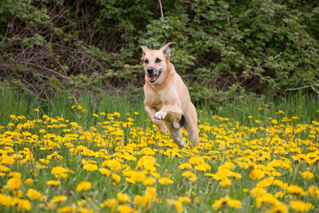 funny brown mixed sighthound is running in a field of yellow dandelionの写真素材