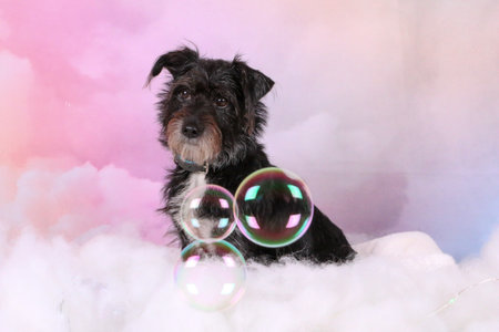 small black mixed dog is sitting in clouds with flying bubbles in the colorful studioの写真素材
