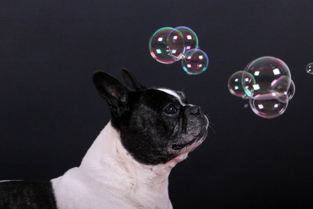 beautiful old french bulldog head portrait in the dark studio with flying colorful soap bubblesの写真素材