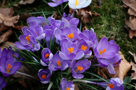Close-up of purple crocuses in the garden
