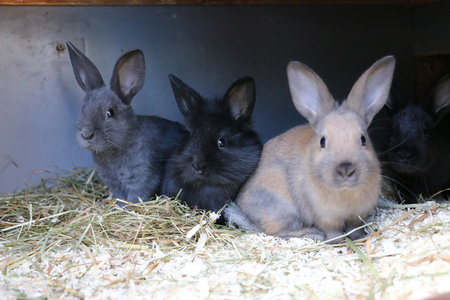 portrait of three different small rabbits in the barnの写真素材