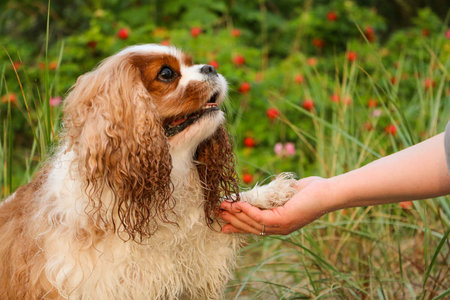 handsome red white cavalier king charles spaniel gives the bunny in his owner's hand in front of a bush with rose hipsの写真素材