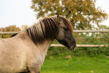 head portrait of a beautiful brown quarter horse on the paddockの写真素材