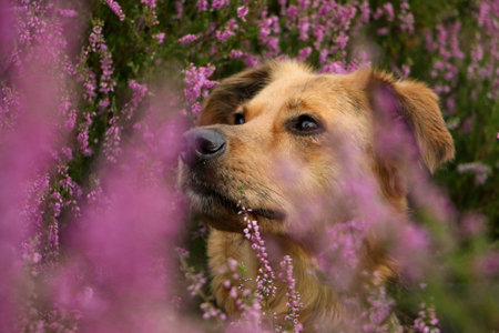 pretty head portrait of a german shepherd mix among heather flowersの写真素材