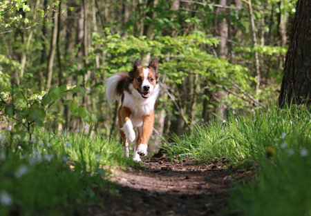 handsome brown white mixed breed dog runs in the forest on a narrow sandy footpathの写真素材