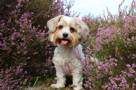 cute small mixed breed dog sits in a colorful heather fieldの写真素材