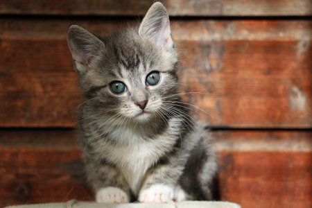 Cute gray tabby kitten sits on the carpet in front of a wooden wall in the sunshineの写真素材