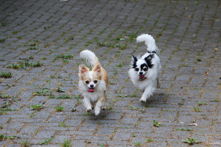 2 cute little long-haired chihuahuas are running on the garage entrance and having funの写真素材