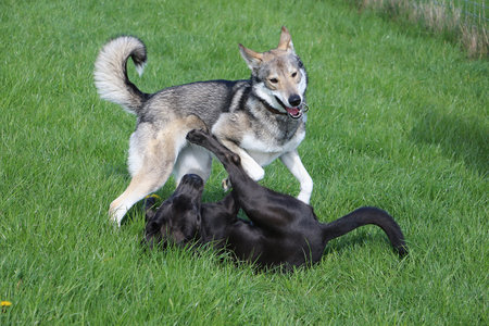 two dogs playing in the garden. the black labrador has fallen over and the wolf mix is...