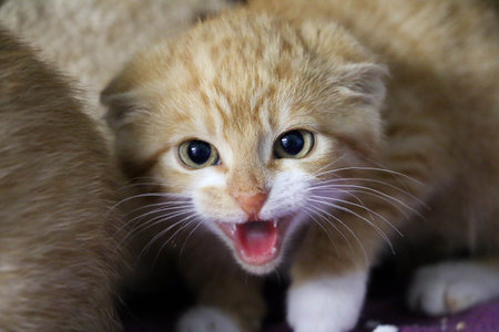 shy ginger kitten hisses with ears laid back