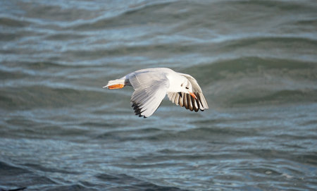 close-up of a seagull gliding close above the water