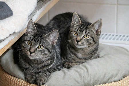 two cute gray tabby kittens cuddling together on a scratching post