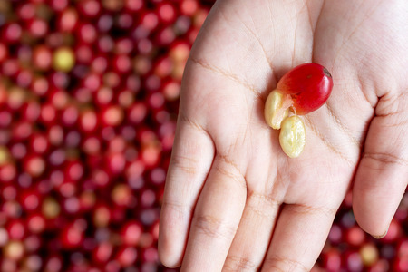 red cherry coffee bean in hand
