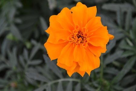 Very distinctive yellow flower