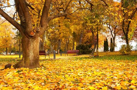 Beautiful autumn park in a rainy day at Lake Balaton,Hungary (Balatonfüred) の写真素材