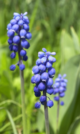 Raceme flower の写真素材
