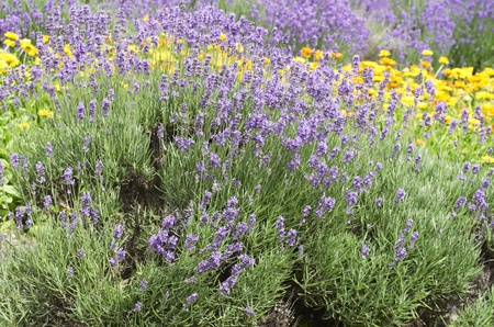 Lavender in the garden の写真素材