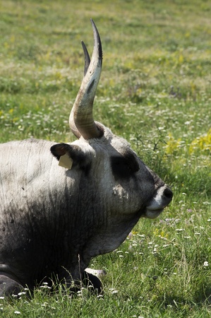 Hungarian gray bull の写真素材