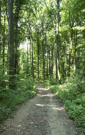 Road in the green forest の写真素材