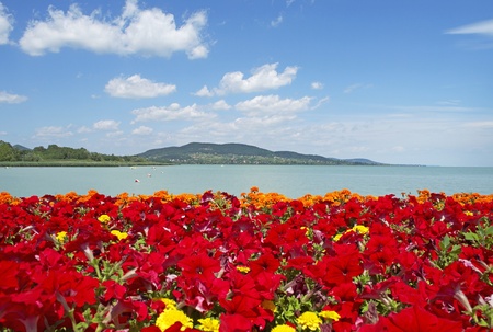 Beautiful panorama to Lake Balaton with red flowers の写真素材