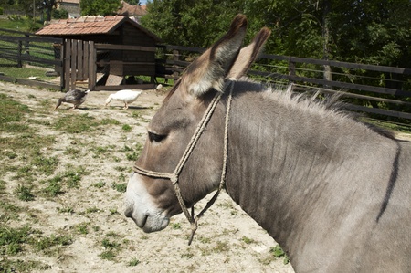 Donkey on a little farm 