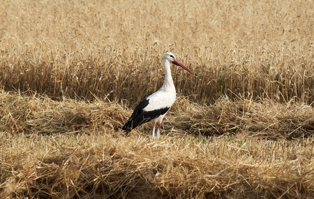 Stork in wheat field の写真素材